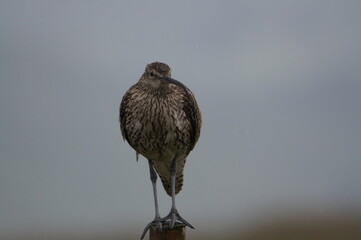 Curlew -  Numenius arquata, Askrigg Common, Askrigg, Hawes, Askrigg, North Yorkshire, England