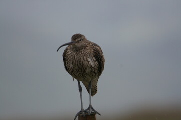 Curlew -  Numenius arquata, Askrigg Common, Askrigg, Hawes, Askrigg, North Yorkshire, England