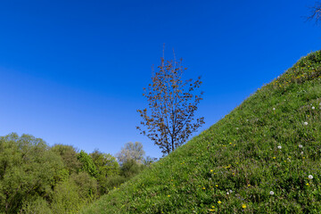 Obraz premium green young foliage of spring maples