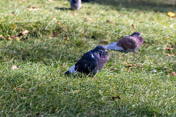 Pigeons looking for food in the autumn season