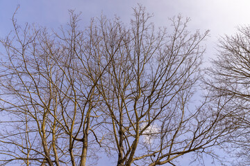 Branches of deciduous trees in the park in spring sunny weather
