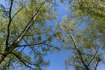 deciduous trees in the spring season in sunny weather