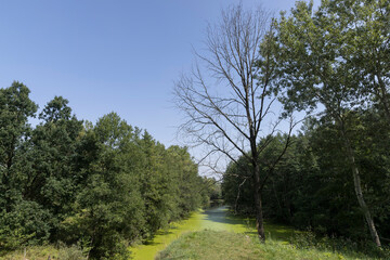 Obraz premium Swampy terrain with plants in summer