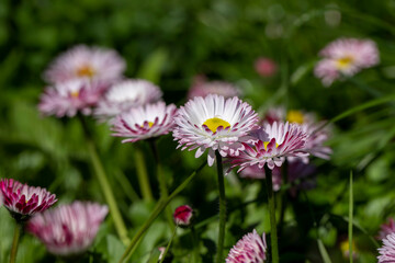 beautiful blooming daisies white and red in spring