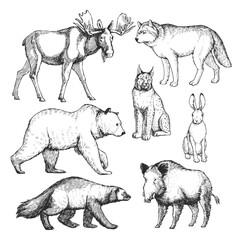 Vector hand-drawn set of animals of the north in the style of engraving. Inhabitants of the European forest. A collection of sketches of the zoo, isolated on white. - 615260953