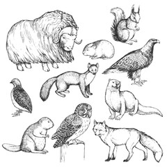 Vector hand-drawn set of illustrations of animals living in the north, in the style of engraving. Inhabitants of the European forest. A collection of sketches of the zoo, isolated on white.