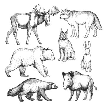 Vector hand-drawn set of animals of the north in the style of engraving. Inhabitants of the European forest. A collection of sketches of the zoo, isolated on white.