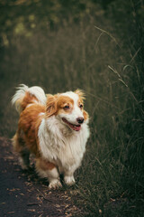 Joyful Wanderer: A Fluffy Dog Exploring a Forest Pathway with Curiosity