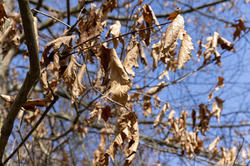 Branches of oak trees in the park in spring sunny weather