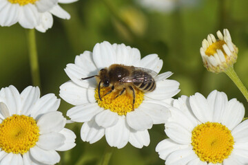 Bee similar to Colletes daviesanus, Colletes fodiens or Colletes similis, family Plasterer bees, polyester bees Colletidae. Flowers of feverfew (Tanacetum parthenium), family Asteraceae. June