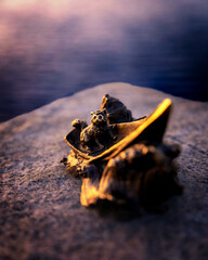 A little raccoon in a boat, on the evening waterfront.