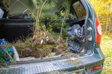young pine trees in the trunk of a car for landing