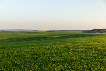 young green wheat in the field in the spring season