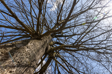deciduous trees in sunny weather in early spring