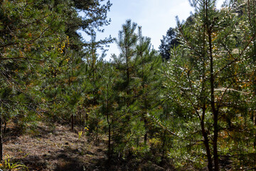 Fototapeta premium Coniferous pine tree with long needles