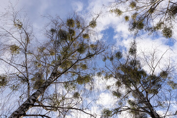 Tall birch trees in early spring without foliage