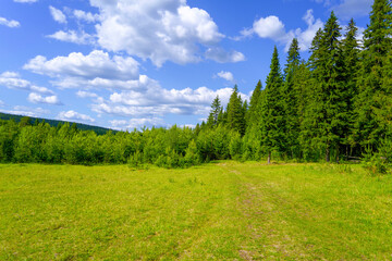 Summer landscape green meadow and forest in the background against the backdrop of a beautiful blue sky and white clouds.