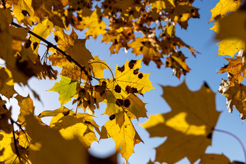 Maple tree foliage in autumn