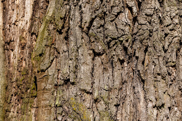tree bark illuminated by sunlight in the morning