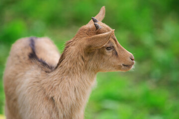 a young brown goat walks on the lawn on a summer day , pets
