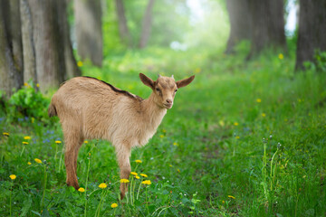 a young brown goat walks on the lawn on a summer day , pets