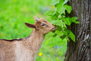 a young brown goat walks on the lawn on a summer day , pets