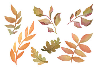 Set of colorful autumn leaves. hand-painted Watercolor illustration with  floral autumn designer element collection isolated on transparent background. rowan branch, oak leaves, deciduous trees