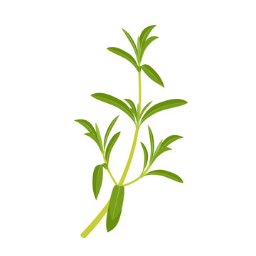 Vector illustration, Summer savory or Satureja hortensis, isolated on white background.