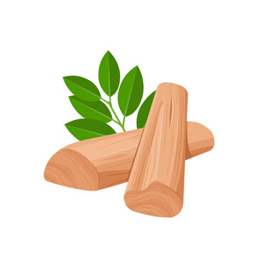 Vector illustration, sandalwood with green leaves, isolated on white background.