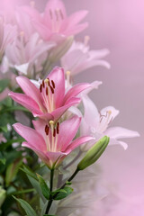 Fototapeta premium Beautiful pink lily flower in the summer garden. Lily Lilium hybrids flower.