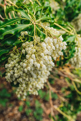 Pieris japonica, the Japanese andromeda or Japanese pieris, is a species of flowering plant in the heath family Ericaceae.