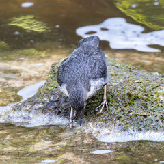 Juvenile dipper in the stream