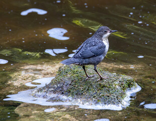 Juvenile dipper in the stream