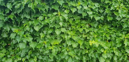 Obraz premium green ivy wall