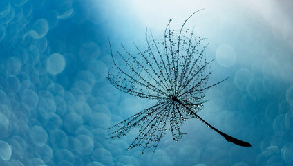 flower fluff , dandelion seed with dew dops - beautiful macro photography with abstract bokeh...