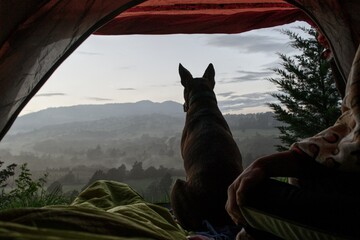 Perro en campamento en un paisaje maravilloso, serenidad y realeza en el instinto de perro.
