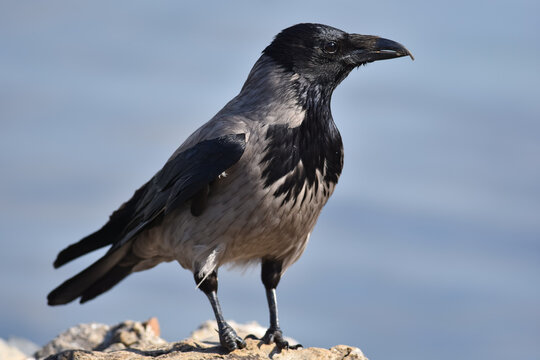 Black crow on the rock or ground