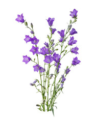 Obraz premium Flower Arrangement over transparent background