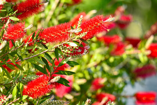 Red bottle brush flowers on Callistemon shrub, Callistemon citrinus,