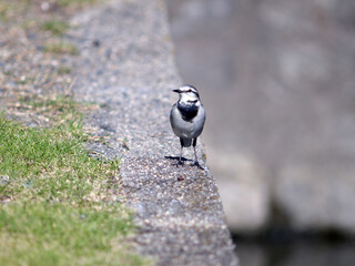 東寺　境内のセキレイ　京都市南区