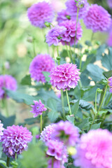 Fototapeta premium ダリアの花 満開