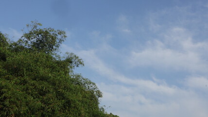 Clear Blue Sky White Cloud Tall Bamboo Tree Copy Space Background