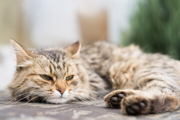 beautiful wild cat sleeps, sleep and rest animals