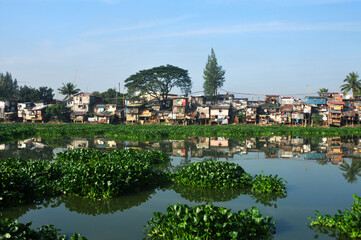 A photo of water hyacinths floating on the Pasig River in Manila with floating houses in the background.
