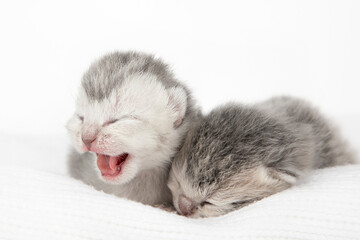 small newborn gray Scottish kitten on a light background
