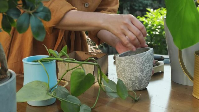 Gardening. Young woman re-potting houseplant in back yard garden. 