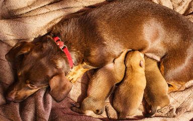 Little dachshund mom feeding puppies newborns