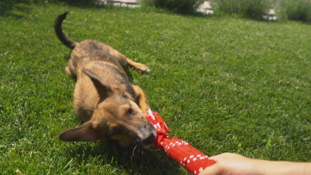 POV, CLOSE UP: Energetic brown puppy pulling a tug toy while playing with owner. Playful doggy pulls and grabs the rope in a game of tug of war. Lively and adorable dog at playtime in sunny garden.