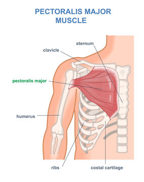 Pectoralis major muscle diagram. Anatomy of human chest with musculature in ribs area. Educational labeled infographic with medical skeletal system and sternum. Cartoon flat vector illustration