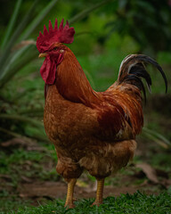 rooster in the farm